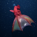 autistic-nerd avatar