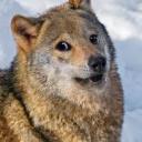 autistic-wolf-pack avatar