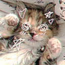 autisticaboutcats avatar