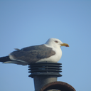 autisticforever-blog avatar