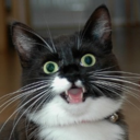 autisticutie-blog avatar