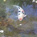 automatic-time-machine avatar