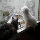 automaticbeargoopcash avatar