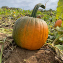 autumn-wind-rain avatar