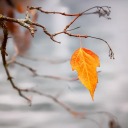 autumnleaves-and-winterfreeze avatar