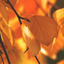 autumnsblogforautumn avatar