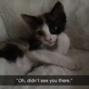 avaireofficial avatar