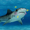 averagewhiteshark avatar