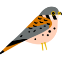 avianrecon avatar