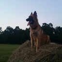 avoidingaverage avatar