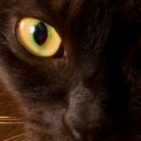 away-from-anthills avatar