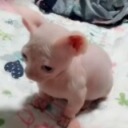 awesome-maxs-stuff avatar