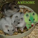 awesomegreenhamster avatar