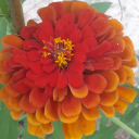 awhiskeywithawinchester avatar