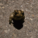 awkadoodledoo avatar