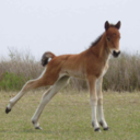 awkwardfoal avatar