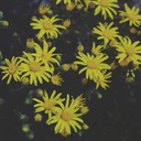 awkwardnarnia avatar