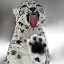 awkwardtherianthings avatar