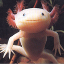 axolotl2 avatar