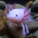axolotljellyfish avatar