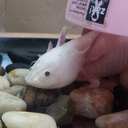 axolotls-and-astronauts avatar