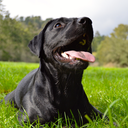 ayla-alexandra avatar