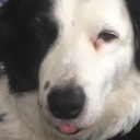 b-i-o-s-h-o-c-k avatar