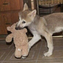 b0y-0f-th3-b0g avatar