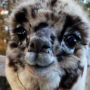 babiealpaca avatar