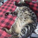 baby-teddy-bear avatar