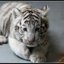 baby-tiger-19 avatar