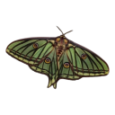 babybabybutterfly avatar