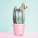 babybabycacti-blog avatar