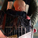 babyhenryhornsby avatar