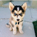 babypolarbearbex avatar