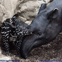 babytapirphotos avatar