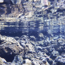 baconandchessey avatar