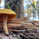 bad-takes-mcgee avatar