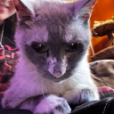 badlilox avatar
