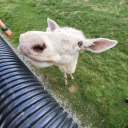 baggies-of-eggies avatar