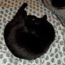 baggys-little-kitty avatar