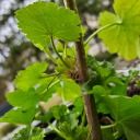 balcony-garden avatar