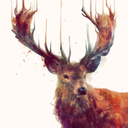 bambiajovaloissa avatar