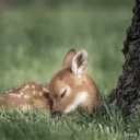 bambibabiblog avatar