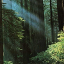 banana-chippie avatar