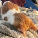 bananasfoster1 avatar