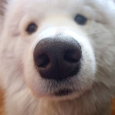 barkbarkbarkbarkarf avatar