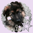 barkruffwoof avatar