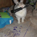 basementbunnies avatar