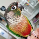 batbirb avatar